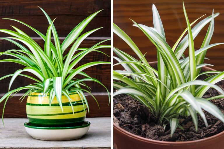 Planta aranha